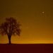 a lone tree in the middle of a field at night