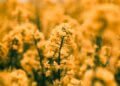 yellow clustered flowers in soft focus photography