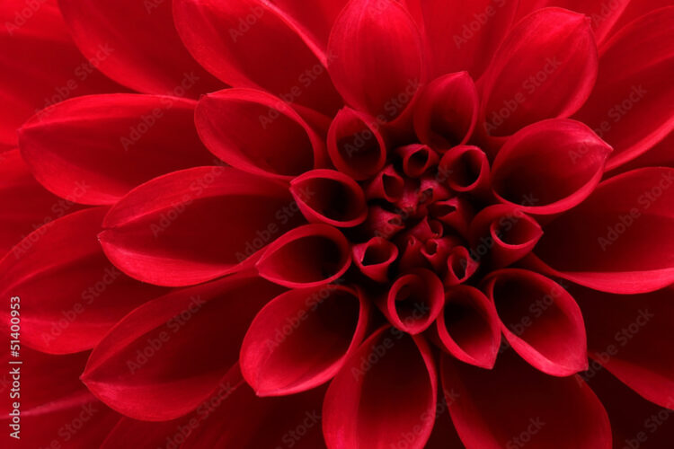 Close up of red dahlia flower