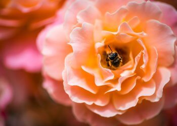 honeybee feeding on orange flower