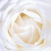 white rose close up photography