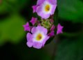 a close up of a purple flower with green leaves